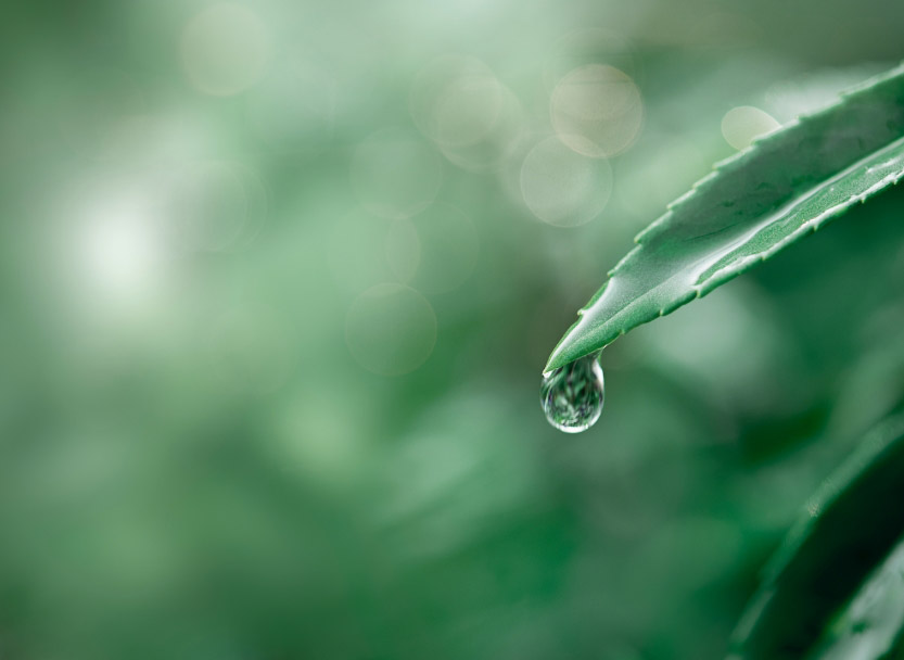 Water droplet green leaf background